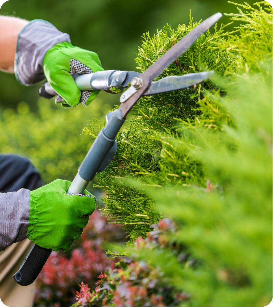 paysagiste montfort sur meu