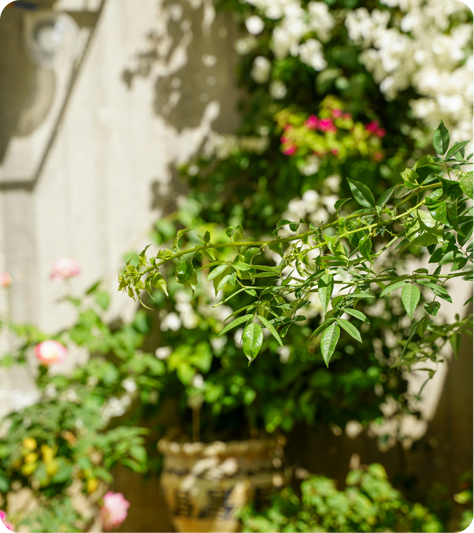 pose de cloture pace